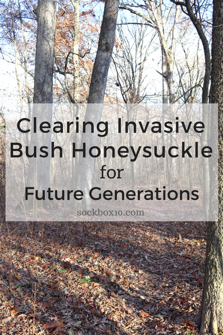 Clearing Invasive Bush Honeysuckle for Future Generations sockbox10.com